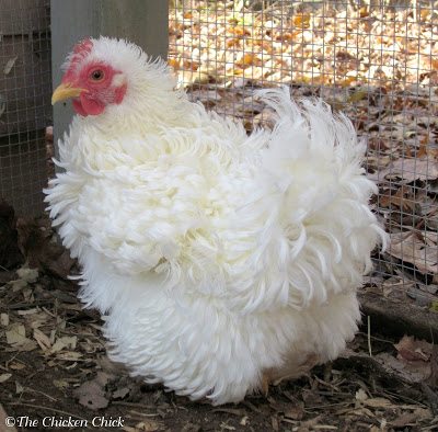 Phoebe after molting. Phoebe after molting.