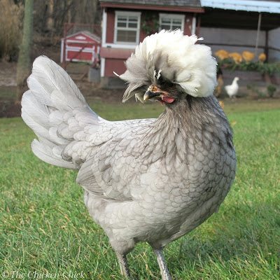 Smooth feathered Polish pullet Smooth feathered Polish pullet