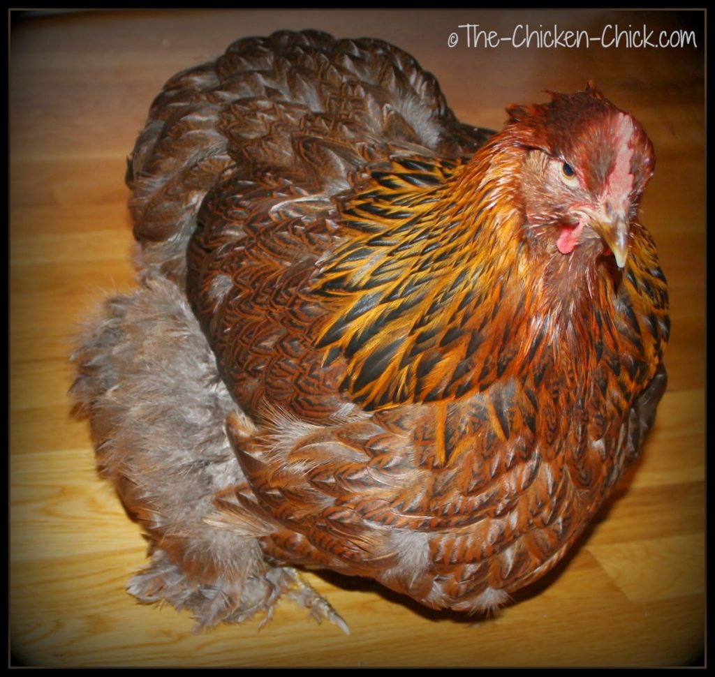 Bertha is a large fowl Cochin with smooth feathers. Bertha is a large fowl Cochin with smooth feathers.