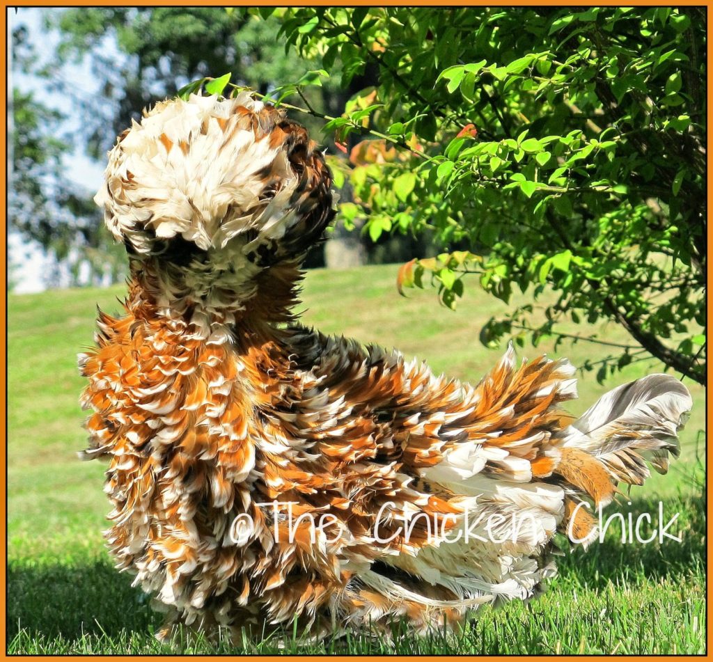 Frizzled Polish pullet Frizzled Polish pullet