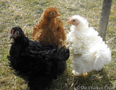 Rachel and her hatch mates and friends, Monica (black) and Phoebe (white) above are bantam Cochins with frizzled feathers. Rachel and her hatch mates and friends, Monica (black) and Phoebe (white) above are bantam Cochins with frizzled feathers.