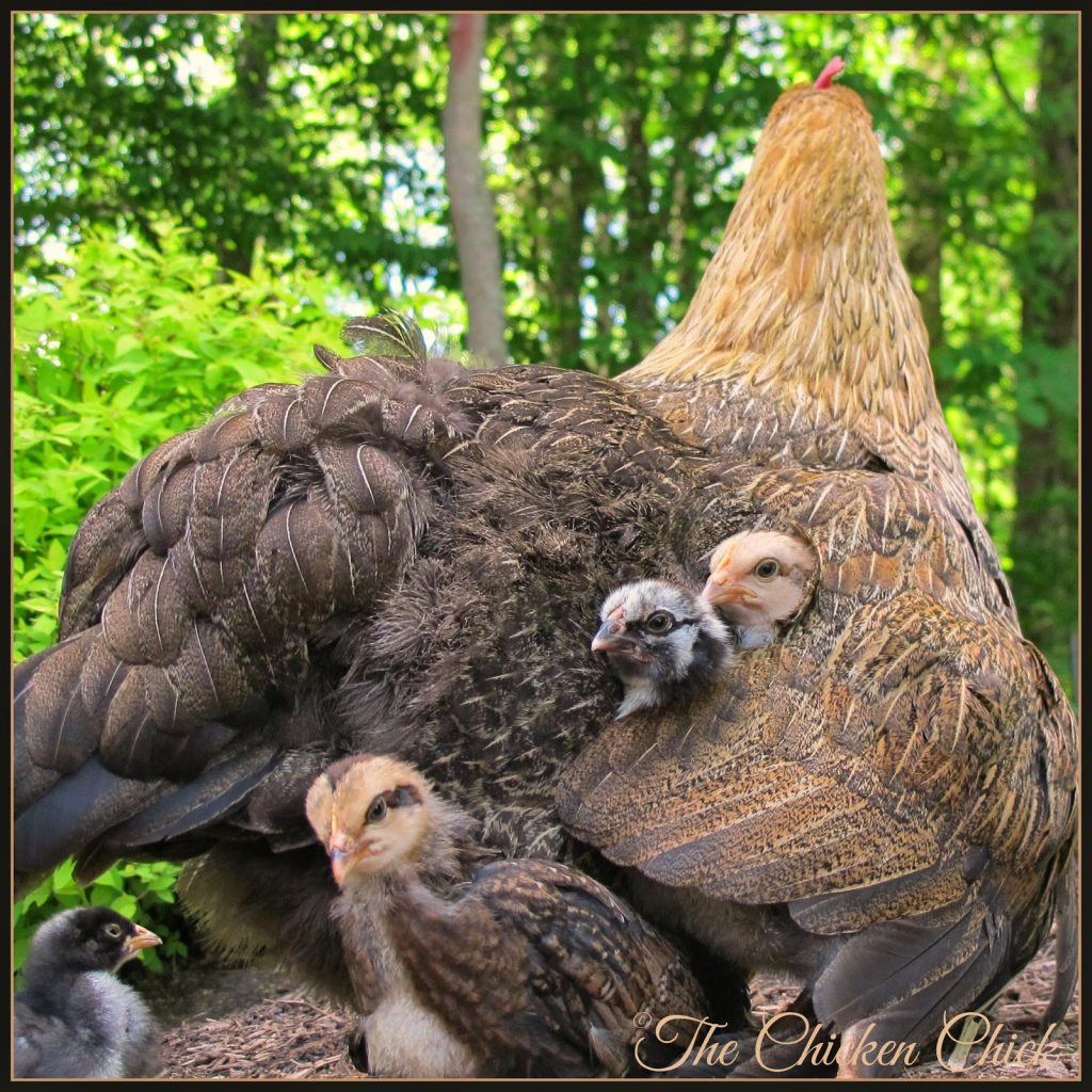 Flock Focus Friday with The Chicken Chick ellen deHeneres, a Marans hen with her adopted chicks