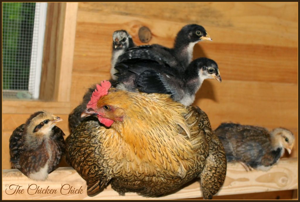 Flock Focus Friday with The Chicken Chick Marans hen and chicks