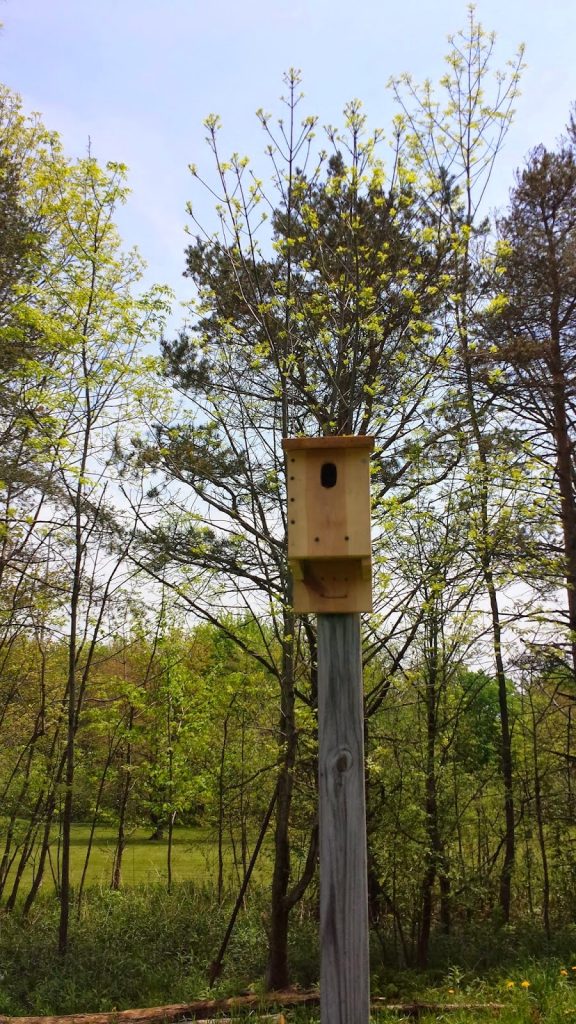 Clever Chicks Blog Hop 88 with a Brinsea EcoGlow Brooder GIVEAWAY