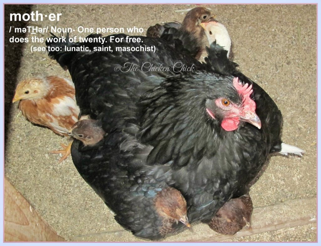 Flock Focus Friday, 5/16/14 The Chicken Chick®