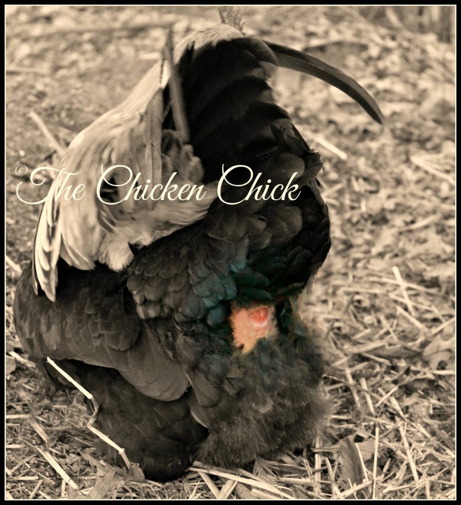 The hen inverts her cloaca to meet the rooster's presentation of his and accept the semen into her reproductive tract. The hen inverts her cloaca to meet the rooster's presentation of his and accept the semen into her reproductive tract.