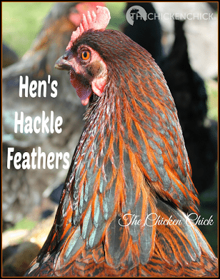 Hackle feathers grow around a chicken's neck and begin to appear as a chicken approaches sexual maturity, around 4-6 months old. A rooster's hackle feathers are long and pointy, a hen's hackle feathers are shorter and more round. Hackle feathers grow around a chicken's neck and begin to appear as a chicken approaches sexual maturity, around 4-6 months old. A rooster's hackle feathers are long and pointy, a hen's hackle feathers are shorter and more round.