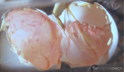 Eggshells & membranes from a newly hatched chick. Eggshells & membranes from a newly hatched chick.