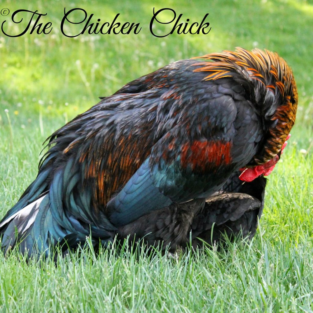Chicken Mating: How Does That Work? | The Chicken Chick® Chicken Laying On Side With Wing Out