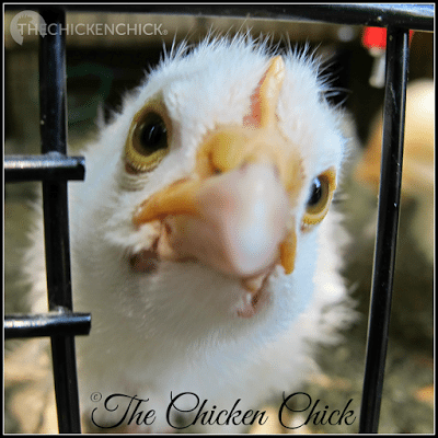 Cockerels can tip themselves off by behaving more assertively or aggressively than pullets at a very young age. That is not to say that pullets cannot be assertive or aggressive, they can. This is just another factor to put into the equation when adding up the physical signs. Cockerels can tip themselves off by behaving more assertively or aggressively than pullets at a very young age. That is not to say that pullets cannot be assertive or aggressive, they can. This is just another factor to put into the equation when adding up the physical signs.