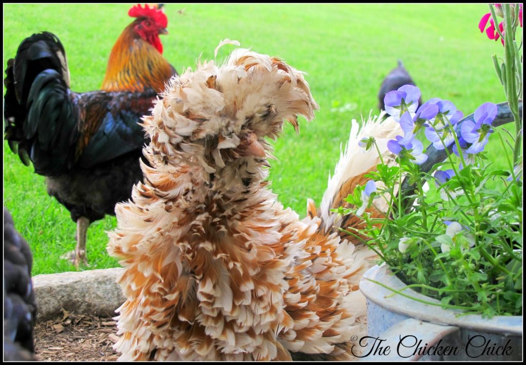 Flock Focus Friday with The Chicken Chick Calista Flockheart is a Tolbunt Polish Frizzle hen.