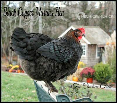 Black Copper Marans hen. Black Copper Marans hen.