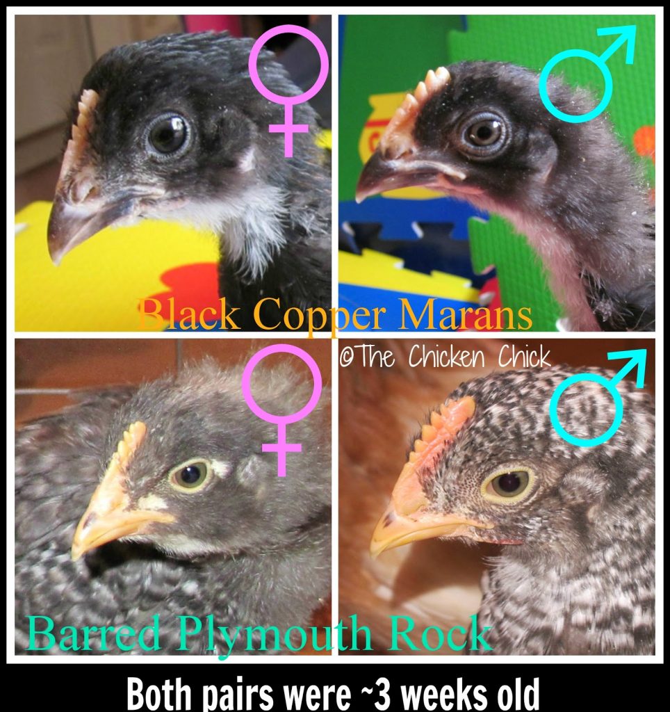 How to Sex Chickens Male or Female, Hen or Rooster? The Chicken Chick®