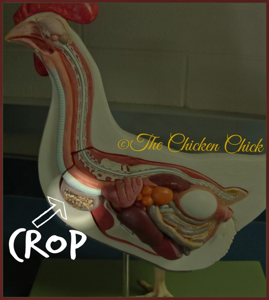 Chicken Anatomy The Crop Impacted Crop and Sour Crop