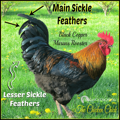 Males of most breeds have long, fancy tail feathers referred to as sickles. Black Copper Marans rooster. Males of most breeds have long, fancy tail feathers referred to as sickles. Black Copper Marans rooster.