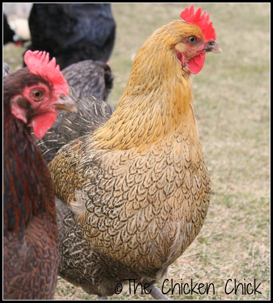 Chicken Anatomy: The Crop, Impacted Crop & Sour Crop Chicken crop problems: sour and impacted