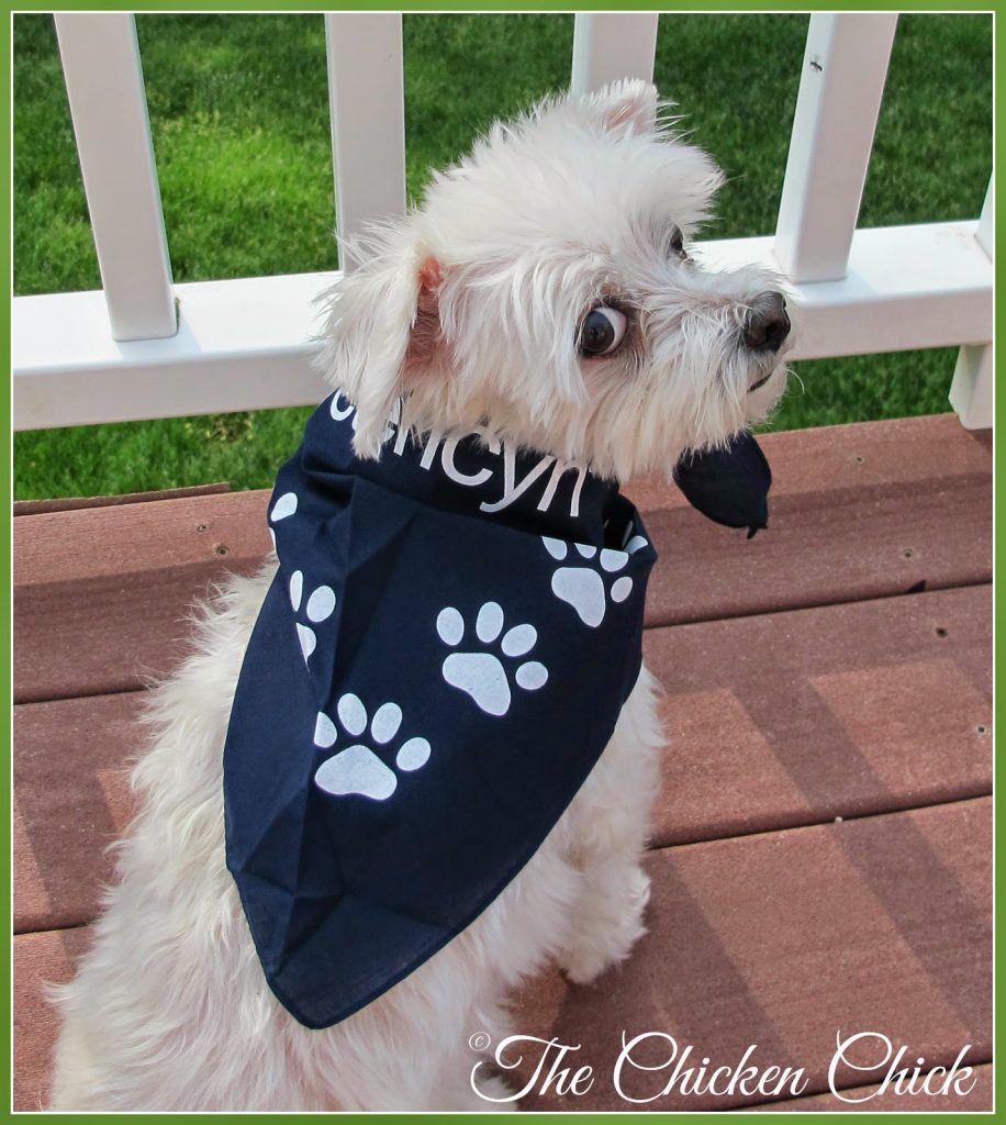 Flock Focus Friday at The Chicken Chick® Molly, modeling Vetericyn bandana