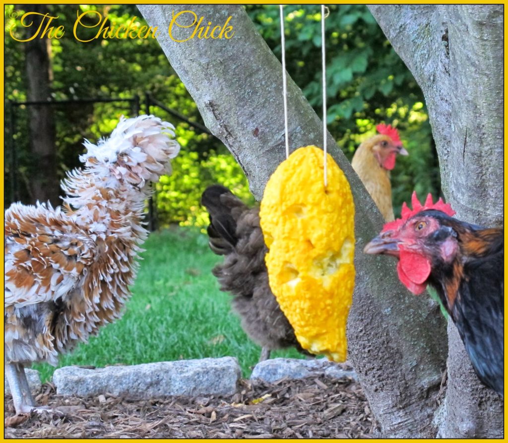 Summer Squash Piñata boredom buster for chickens Summer Squash Piñata boredom buster for chickens