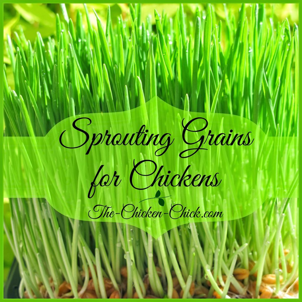 Sprouted Grains Sprouted Grains