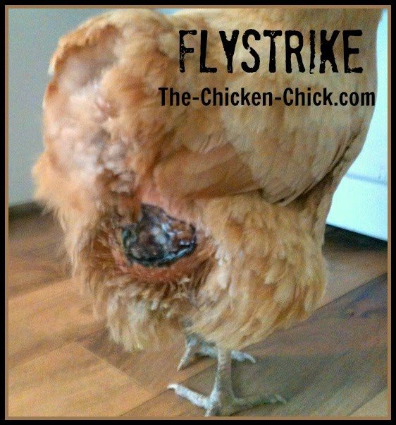 Flystrike in Backyard Chickens, Causes, Prevention & Treatment