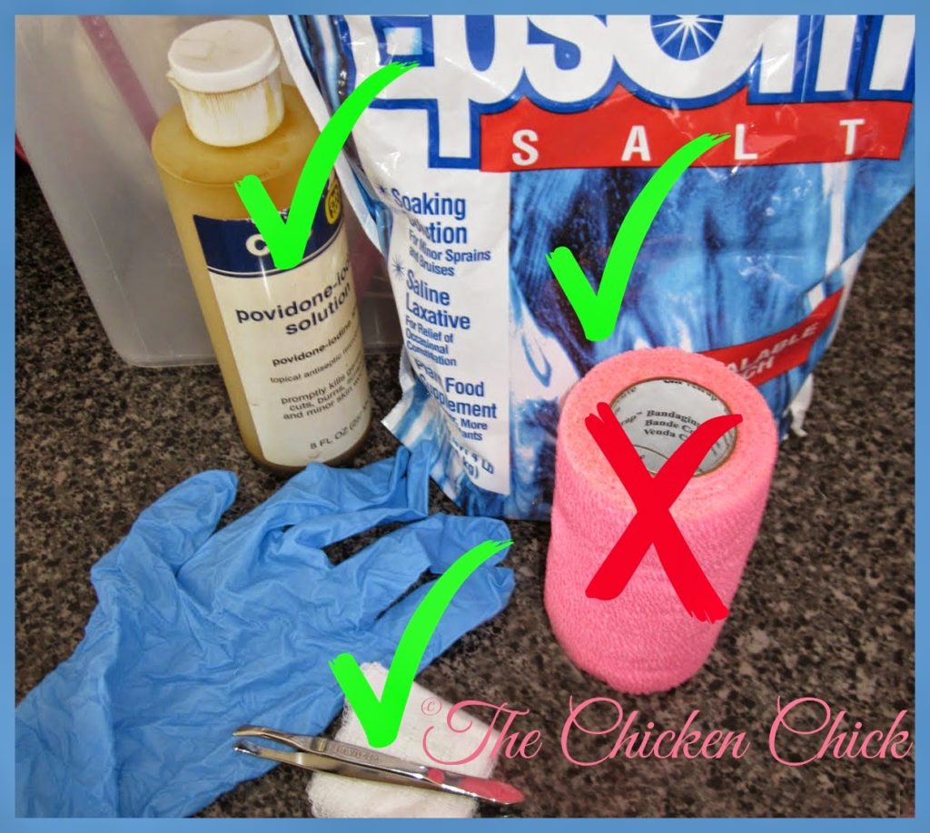 Flystrike in Backyard Chickens, Causes, Prevention & Treatment