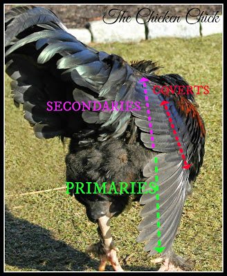 The longest feathers on a chicken's wing are its primaries, also known as primary wing feathers or flight feathers. Coverts are the shorter wings that cover/overlap the primaries. Secondary wing feathers, which are located behind the primaries, are not routinely clipped. The longest feathers on a chicken's wing are its primaries, also known as primary wing feathers or flight feathers. Coverts are the shorter wings that cover/overlap the primaries. Secondary wing feathers, which are located behind the primaries, are not routinely clipped.