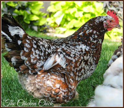 Wing clipping has not stopped Kate from hopping up and over a four foot high fence despite her size. I am not willing to clip secondary feathers or coverts, however. She isn't in danger when she is on the other side of the fence, but she does make a mess in the mulch in the front of the house. I can live with it. Wing clipping has not stopped Kate from hopping up and over a four foot high fence despite her size. I am not willing to clip secondary feathers or coverts, however. She isn't in danger when she is on the other side of the fence, but she does make a mess in the mulch in the front of the house. I can live with it.