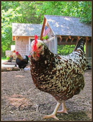 Kate, my Speckled Sussex hen Kate, my Speckled Sussex hen