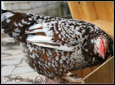 Some chickens are more ambitious, spirited or motivated than others to clear a fence, which may necessitate the clipping of primary feathers on both wings, the clipping of secondary wing feathers and/or installing overhead netting in the enclosure. Some chickens are more ambitious, spirited or motivated than others to clear a fence, which may necessitate the clipping of primary feathers on both wings, the clipping of secondary wing feathers and/or installing overhead netting in the enclosure.