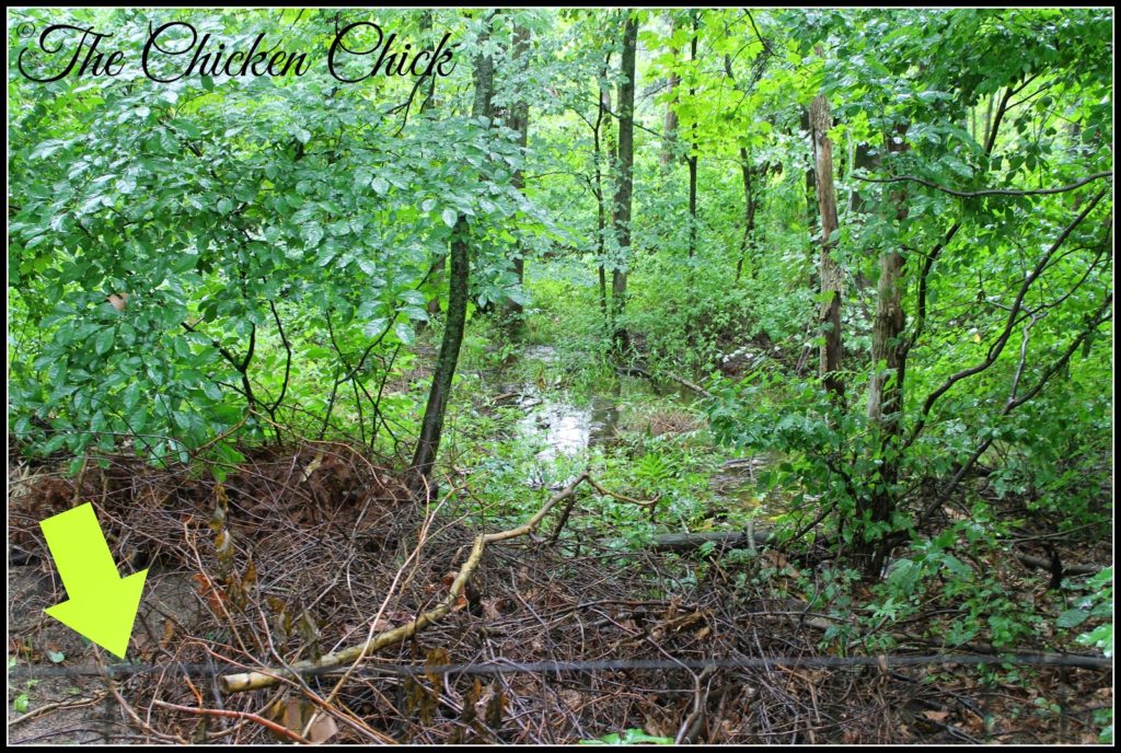 Backyard Chickens, Front Page News. This photo shows the leased land behind our fence (green arrow) which is wetlands and completely unusable.