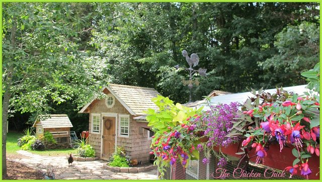 Our chicken yard. Our chicken yard.