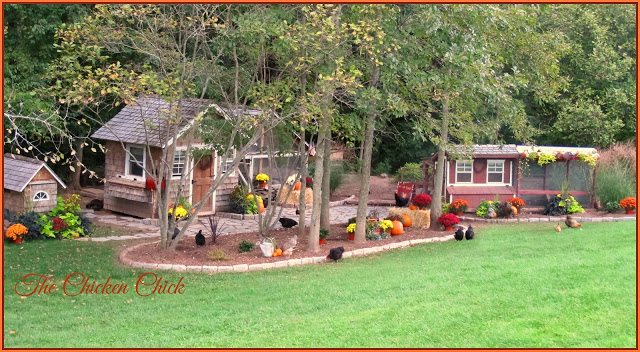 Our chicken yard. Our chicken yard.