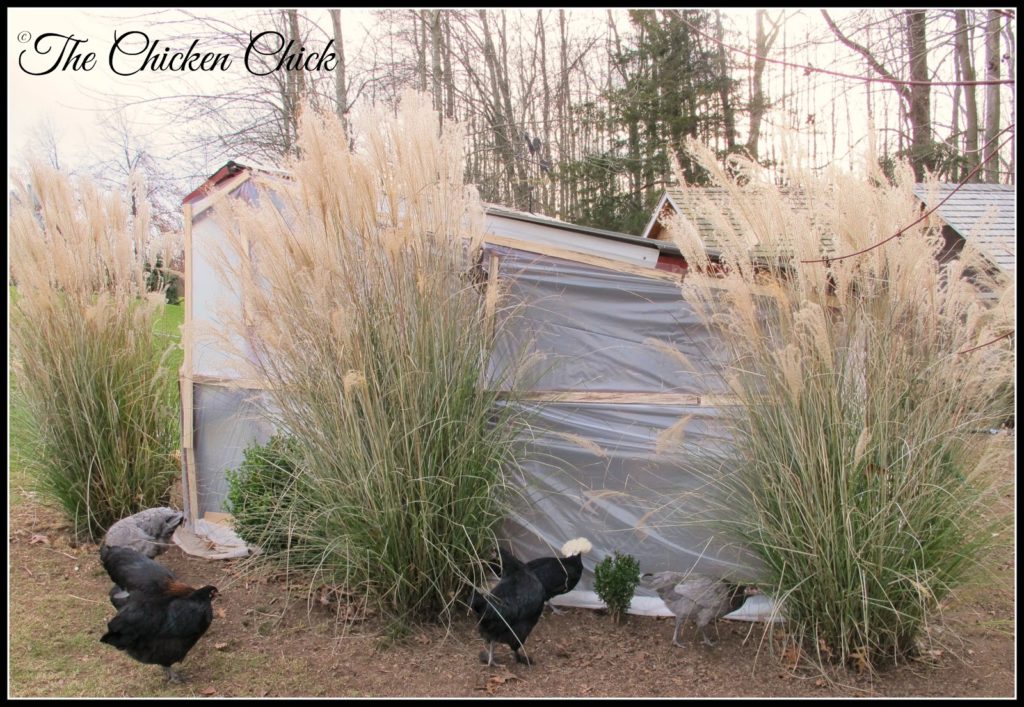 Ornamental grasses lend beautiful texture, color and movement to the backyard in the dead of winter. Ornamental grasses lend beautiful texture, color and movement to the backyard in the dead of winter.
