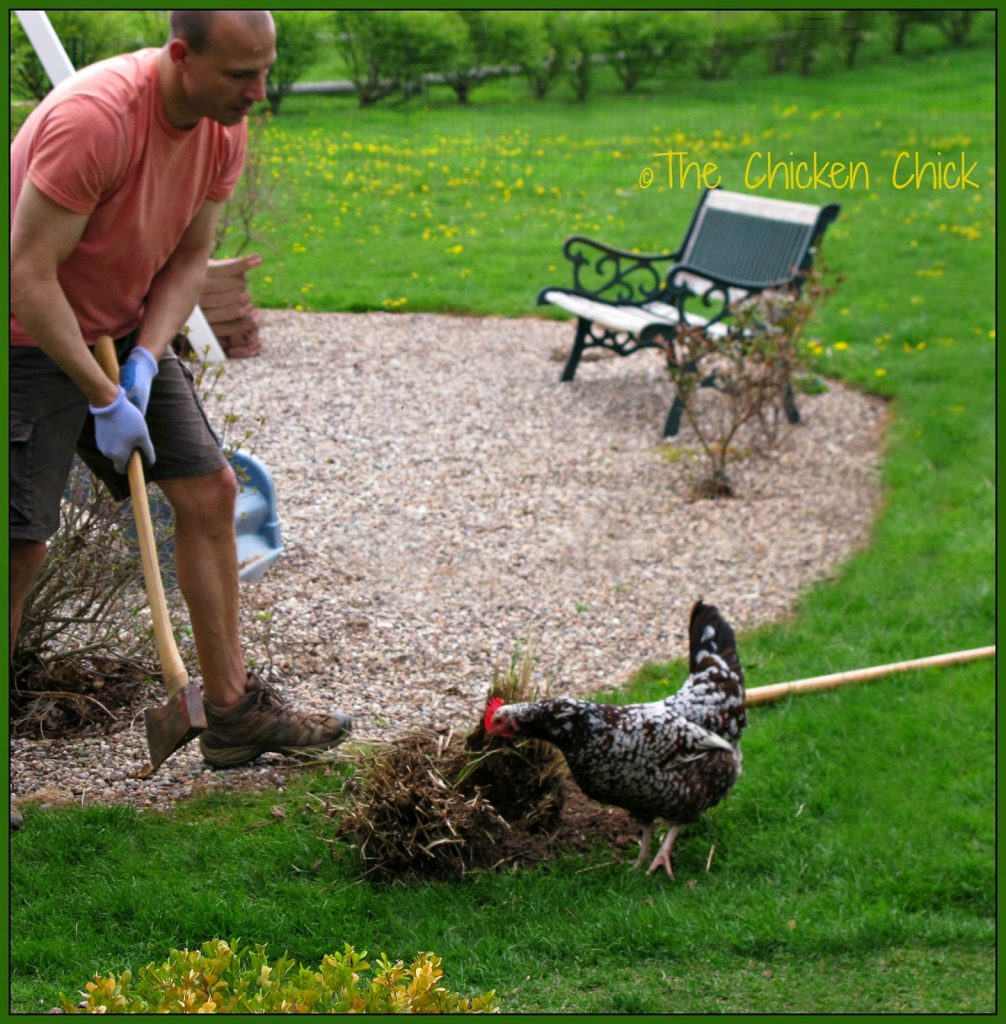 Kate (Speckled Sussex) "helping" Mr. Chicken Chick divide one of the ornamental grasses in the sprintime. Kate (Speckled Sussex) "helping" Mr. Chicken Chick divide one of the ornamental grasses in the sprintime.