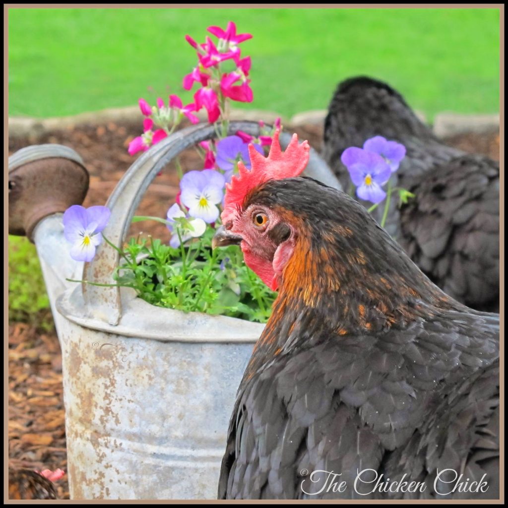Watering can. Watering can.