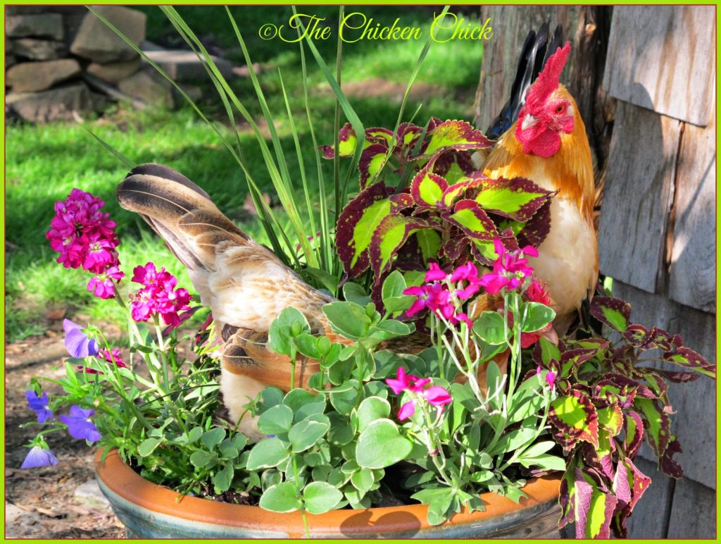 Landscape Gardening with Chickens The Chicken Chick®