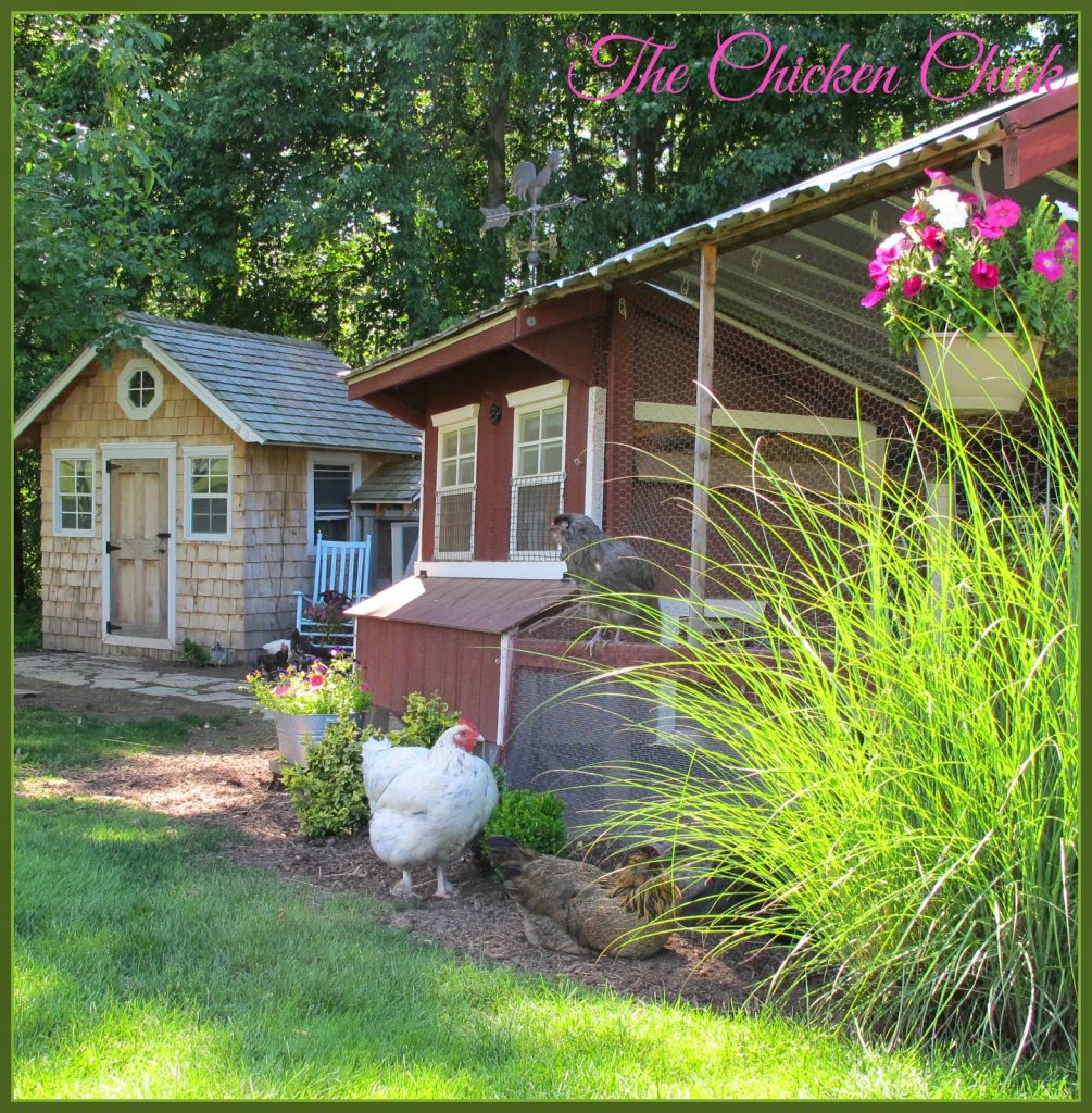 Without question my favorite plants for durability, hardiness, rate of growth, texture, color, shape and being generally chicken-proof are ornamental grasses. There is nothing my chickens or I have ever been able to kill them. They grow like weeds and provide color, texture, shade and interest to the chicken yard all year long. I hack them down to the ground every spring and they return in their full glory in no time. When the bases get too wide, we divide it with an ax. They require no attention, no water and a minimum of sunlight. The chickens can dig to China at the root balls yet they thrive. THAT is MY kind of plant! Without question my favorite plants for durability, hardiness, rate of growth, texture, color, shape and being generally chicken-proof are ornamental grasses. There is nothing my chickens or I have ever been able to kill them. They grow like weeds and provide color, texture, shade and interest to the chicken yard all year long. I hack them down to the ground every spring and they return in their full glory in no time. When the bases get too wide, we divide it with an ax. They require no attention, no water and a minimum of sunlight. The chickens can dig to China at the root balls yet they thrive. THAT is MY kind of plant!