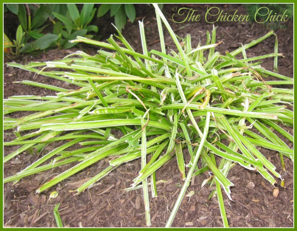 Landscape Gardening with Chickens The Chicken Chick®