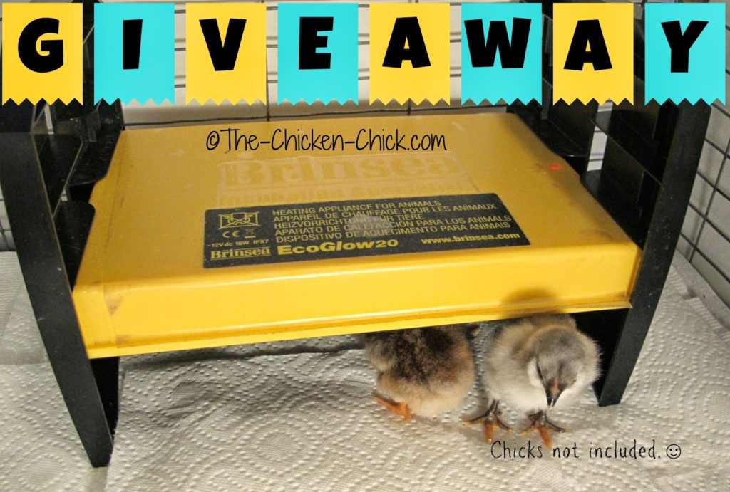 Brinsea EcoGlow 20 Brooder Giveaway at The Chicken Chick http://www.amazon.com/gp/product/B008HVM56Q/ref=as_li_ss_tl?ie=UTF8&camp=1789&creative=390957&creativeASIN=B008HVM56Q&linkCode=as2&tag=thechichi-20