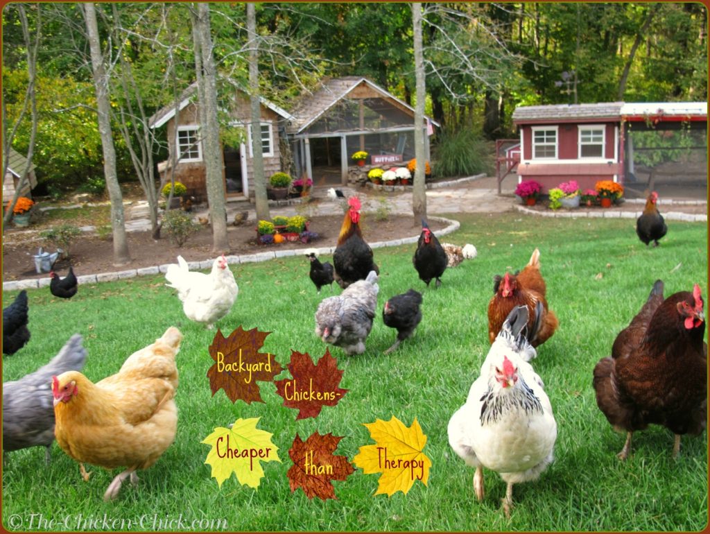 Landscape Gardening with Chickens The Chicken Chick®