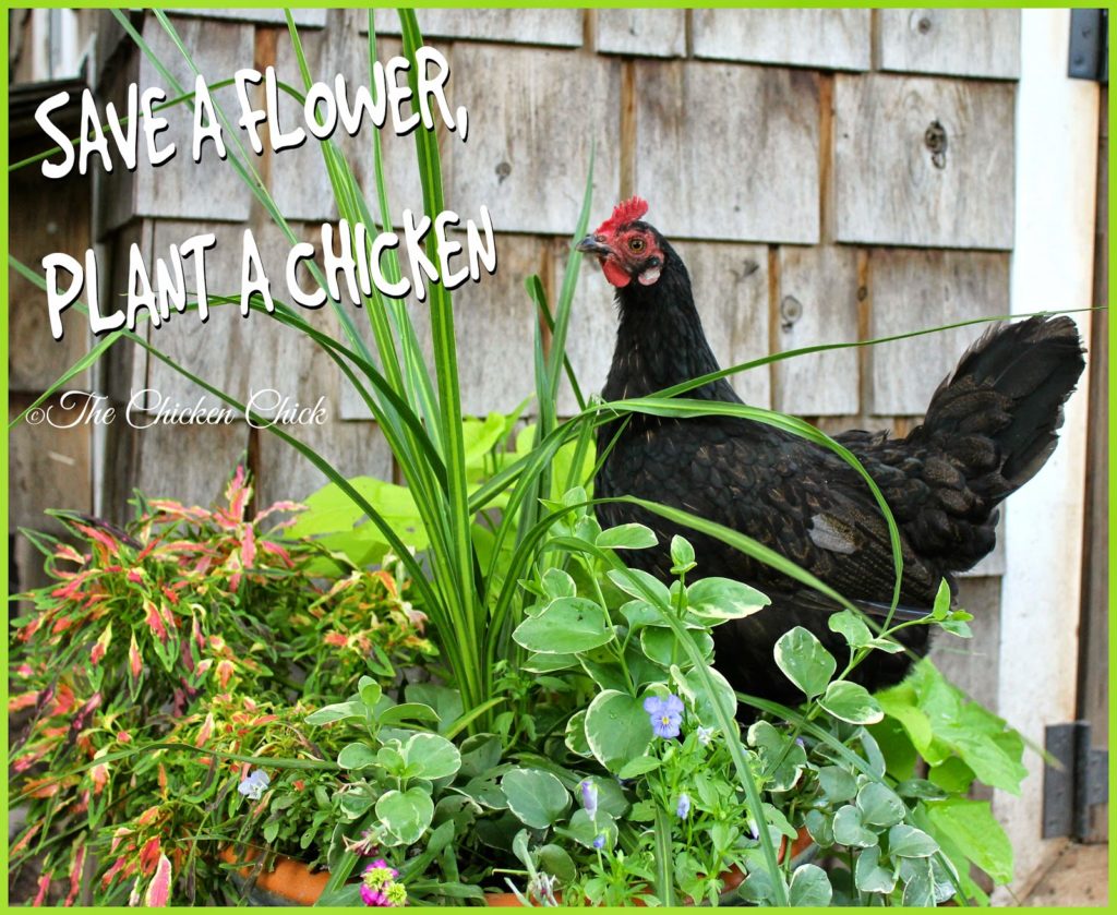 Landscape Gardening with Chickens The Chicken Chick®