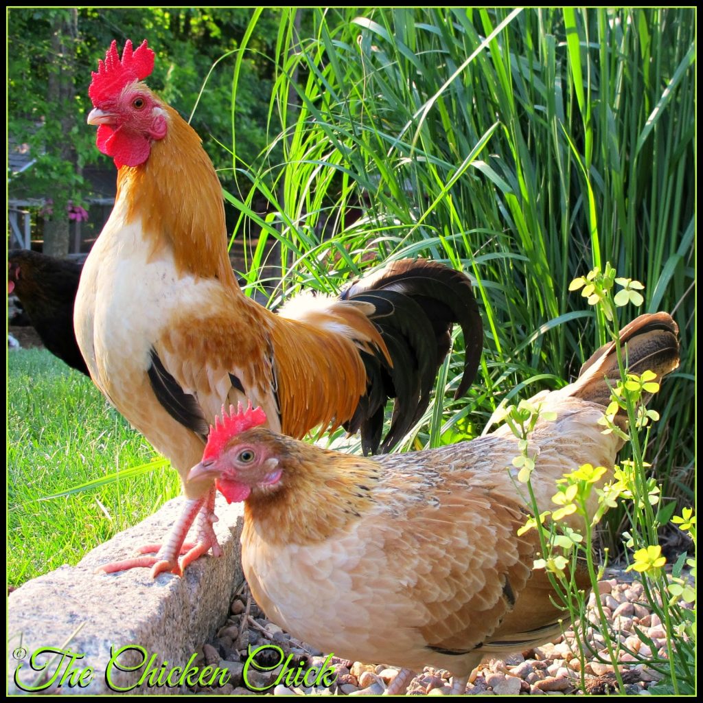 Landscape Gardening with Chickens The Chicken Chick®