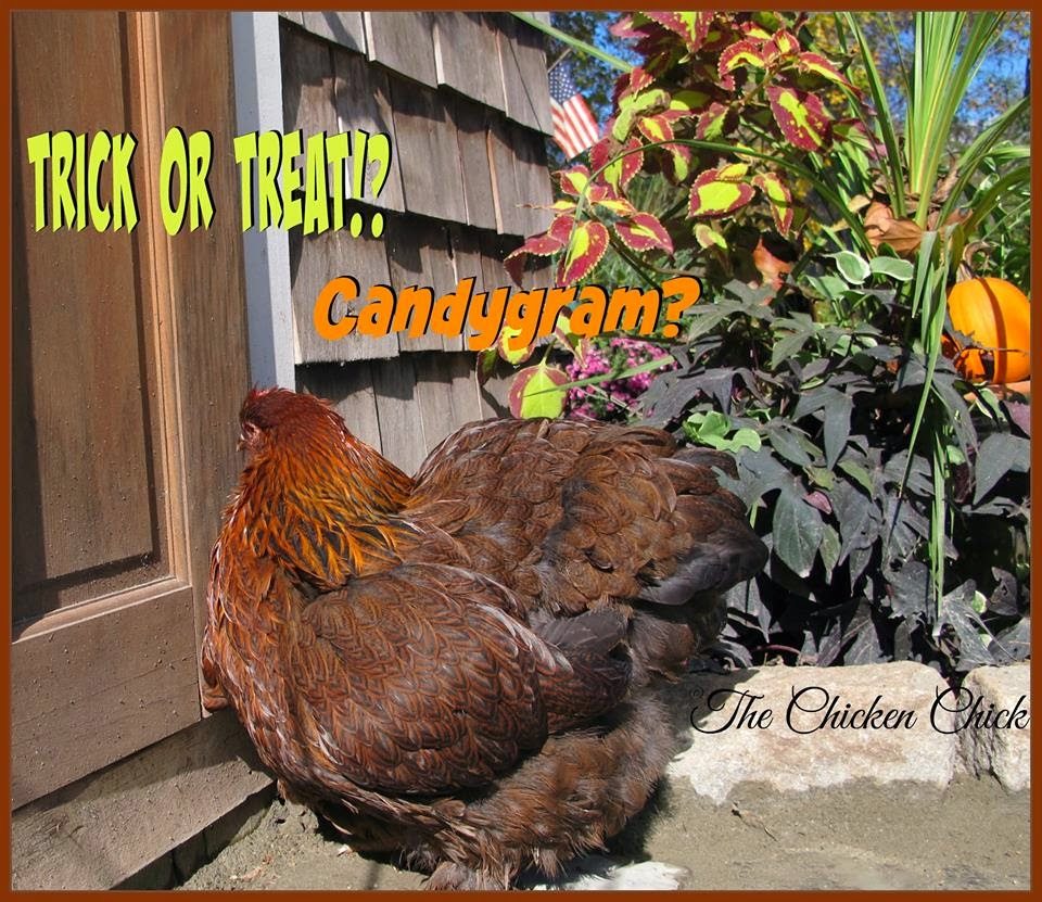 Flock Focus Friday, 10/24/14 The Chicken Chick®