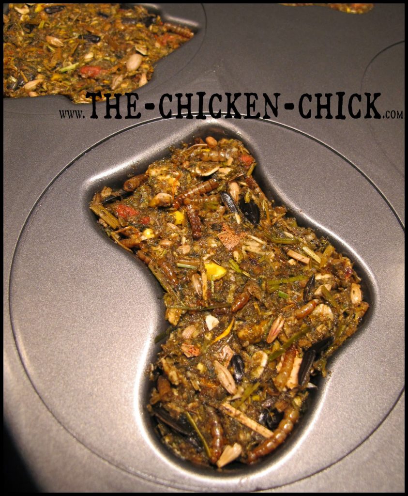 During a molt, chickens lose their feathers and grow new ones, which places great demands on their energy and nutrient stores. Since feathers consist of 85% protein, supplementing chickens’ diet with additional protein can help them get through the process. This protein-packed alfalfa cake recipe is a fantastic way to provide molting chickens with a variety of protein sources in one treat while keeping them entertained and active. During a molt, chickens lose their feathers and grow new ones, which places great demands on their energy and nutrient stores. Since feathers consist of 85% protein, supplementing chickens’ diet with additional protein can help them get through the process. This protein-packed alfalfa cake recipe is a fantastic way to provide molting chickens with a variety of protein sources in one treat while keeping them entertained and active.