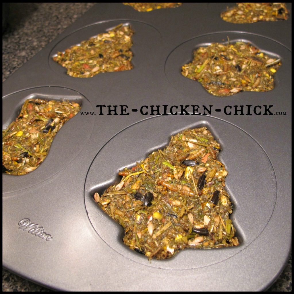 During a molt, chickens lose their feathers and grow new ones, which places great demands on their energy and nutrient stores. Since feathers consist of 85% protein, supplementing chickens’ diet with additional protein can help them get through the process. This protein-packed alfalfa cake recipe is a fantastic way to provide molting chickens with a variety of protein sources in one treat while keeping them entertained and active. During a molt, chickens lose their feathers and grow new ones, which places great demands on their energy and nutrient stores. Since feathers consist of 85% protein, supplementing chickens’ diet with additional protein can help them get through the process. This protein-packed alfalfa cake recipe is a fantastic way to provide molting chickens with a variety of protein sources in one treat while keeping them entertained and active.