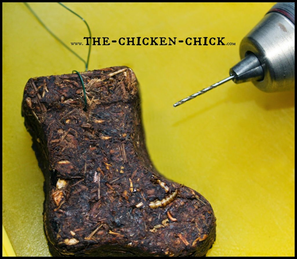 During a molt, chickens lose their feathers and grow new ones, which places great demands on their energy and nutrient stores. Since feathers consist of 85% protein, supplementing chickens’ diet with additional protein can help them get through the process. This protein-packed alfalfa cake recipe is a fantastic way to provide molting chickens with a variety of protein sources in one treat while keeping them entertained and active. During a molt, chickens lose their feathers and grow new ones, which places great demands on their energy and nutrient stores. Since feathers consist of 85% protein, supplementing chickens’ diet with additional protein can help them get through the process. This protein-packed alfalfa cake recipe is a fantastic way to provide molting chickens with a variety of protein sources in one treat while keeping them entertained and active.
