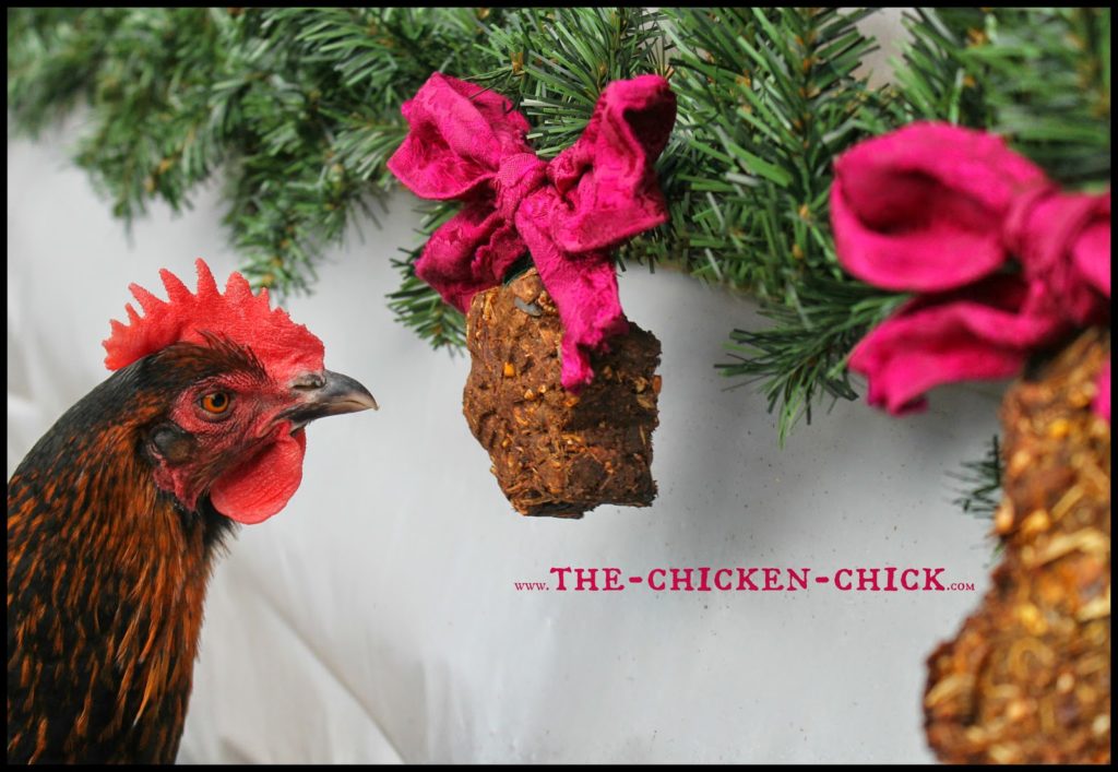 During a molt, chickens lose their feathers and grow new ones, which places great demands on their energy and nutrient stores. Since feathers consist of 85% protein, supplementing chickens’ diet with additional protein can help them get through the process. This protein-packed alfalfa cake recipe is a fantastic way to provide molting chickens with a variety of protein sources in one treat while keeping them entertained and active. During a molt, chickens lose their feathers and grow new ones, which places great demands on their energy and nutrient stores. Since feathers consist of 85% protein, supplementing chickens’ diet with additional protein can help them get through the process. This protein-packed alfalfa cake recipe is a fantastic way to provide molting chickens with a variety of protein sources in one treat while keeping them entertained and active.