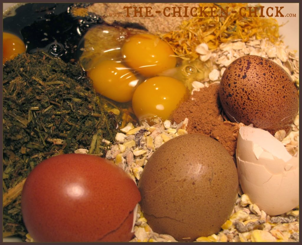During a molt, chickens lose their feathers and grow new ones, which places great demands on their energy and nutrient stores. Since feathers consist of 85% protein, supplementing chickens’ diet with additional protein can help them get through the process. This protein-packed alfalfa cake recipe is a fantastic way to provide molting chickens with a variety of protein sources in one treat while keeping them entertained and active. During a molt, chickens lose their feathers and grow new ones, which places great demands on their energy and nutrient stores. Since feathers consist of 85% protein, supplementing chickens’ diet with additional protein can help them get through the process. This protein-packed alfalfa cake recipe is a fantastic way to provide molting chickens with a variety of protein sources in one treat while keeping them entertained and active.