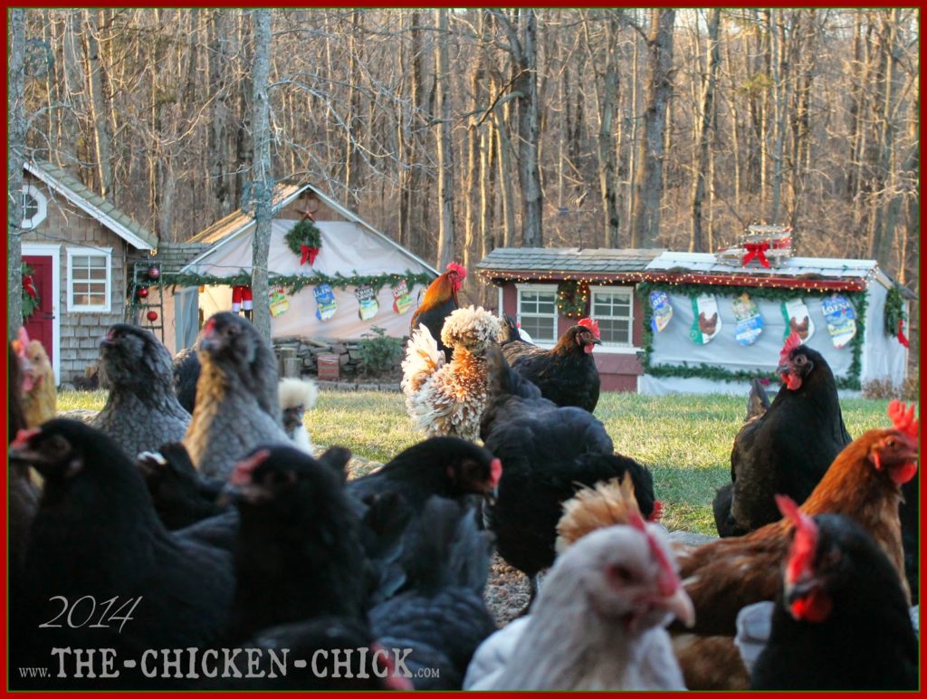 Today I am sharing my DIY repurposed feed bag chicken Christmas stocking tutorial so you can make them yourself and I can stop selling them in my online store and focus more on cookie baking next year! Today I am sharing my DIY repurposed feed bag chicken Christmas stocking tutorial so you can make them yourself and I can stop selling them in my online store and focus more on cookie baking next year!