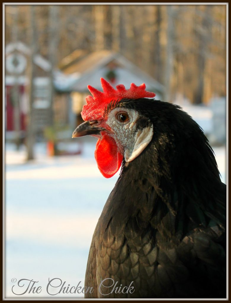 Black White Faced Spanish hen (Margarita) Black White Faced Spanish hen (Margarita)